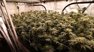 Luxx LED Pro and Athena day 42 Gakmelon Dying Breed 3rd Gen Family