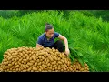 Download Lagu Harvest 10,000 Peanuts From The Garden, How To Preserve Peanuts All Year Round