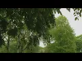 Pollen craziness