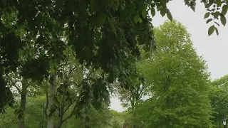 Pollen craziness