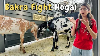 bakron mein hoi intense fight jagu py attack hira faisal sistrology