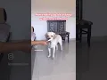 Download Lagu What will my dogs do? #pets #petsrule #funnyanimals #funny #doggielife