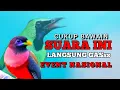 Download Lagu LANGSUNG GASs Mazeee..! JERITAN dan ROLL TEMBAK MENGERIKAN | Masteran burung lomba @mulqikicau