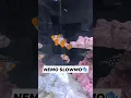 Download Lagu NEMO FISH SLOW MOTION