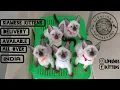 Pure Siamese Kittens Cat For Sale In Mumbai Kolkata Bengaluru Chennai Visakhapatnam goa