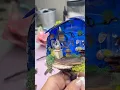 Museum of Fairy Art