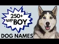 250 Most Popular MALE Dog Names Trending NOW Boy Dog Names