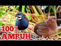 Suara pikat burung Pipikau/puyuh batu terbaik