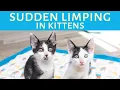 Kittens suddenly limping Here s how to help kittens with limping calici