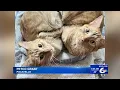 Petco Providing Free Vaccines
