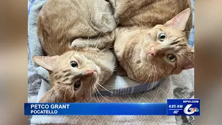 Petco Providing Free Vaccines