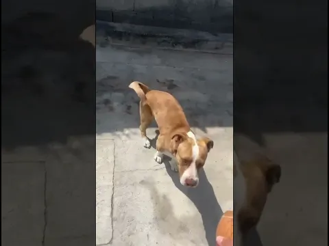 El perro; Eso me prende 🥵