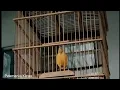 suara burung kenari isian cililin