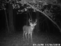 big 8 point whitetail buck deer stands up on two legs walks not deer