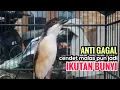 Download Lagu Suara Cendet Gacor Toet toet Efektif Anti Gagal Bikin Cendet Malas pun Langsung Nyaut Bunyi Seketika