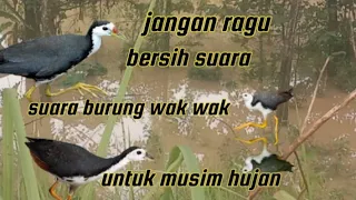 Download JANGAN RAGU SUARA BURUNG RUAK RUAK D MUSIM HUJAN MP3