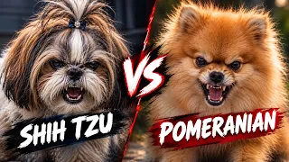 Shih Tzu vs Pomeranian: Price, Size & Which Dog Is Better?