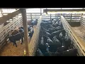 Livestock Auction at Carolina Stockyards Siler City NC