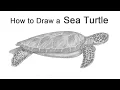 How to Draw a Green Sea Turtle