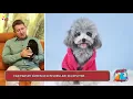 Gumus renkli Poodle hakkinda Can Paksoy bilgiler aktariyor