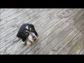 Bluetick coonhound puppy