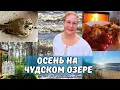 Download Lagu Сбежала из Таллина на дачу.Осень на Чудском озере.Осенние будни в лесу.Что это за птица?Скажите!