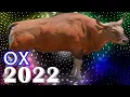 Ox Horoscope 2022 Born 2021 2009 1997 1985 1973 1961 1949 1937