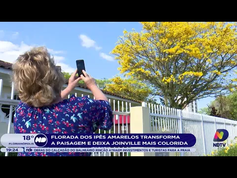 Primavera: A florada dos Ipês amarelos transforma a paisagem em Joinville