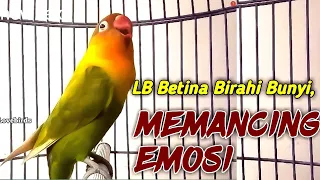 begini jika lovebird betina birahi bunyi memancing emosi lawan bikin labetmu gak bakalan mau diam