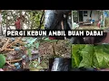 PERGI KEBUN PANJAT BUAH DABAI//MACAM MACAM BUAH ADA DI KEBUN