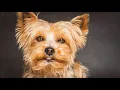 Different Types of Yorkie Breeds