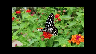 BIODIVERSITY As One Of The Policy Areas Of The European Green Deal Strategy 