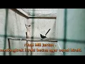 Download Lagu ritual MB mau kawin ,untuk pancingan MB,mendongkrak birahi MB yang lain dlm kandang.