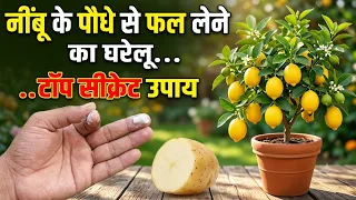 चूना और आलू का जादू: नींबू के पेड़ में होश उड़ा देगा!नींबु तोड़ते थक जाओगे