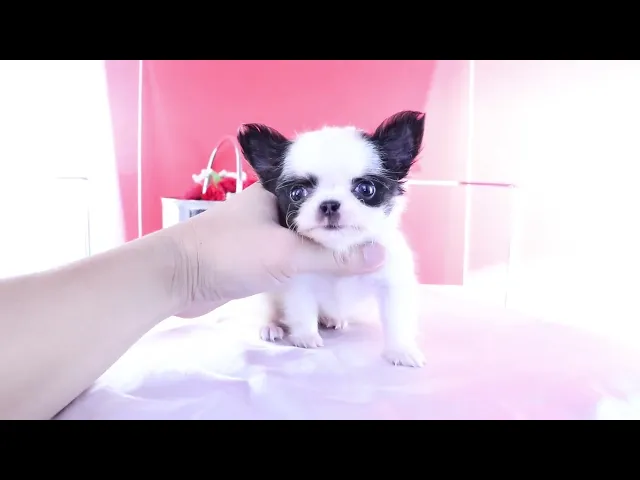 動画