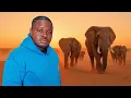 Download Lagu Passei um Dia com a Maior Manada de Elefantes de África