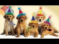 Cute Dogs Bark the Happy Birt ay Song