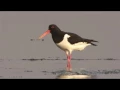 Oystercatcher