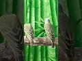 Download Lagu burung mozambik sedang merayu pasangannya