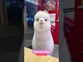 Download Lagu Cute lama🌹❣️ cuteness overload #short #cute #lama #AnimalHog
