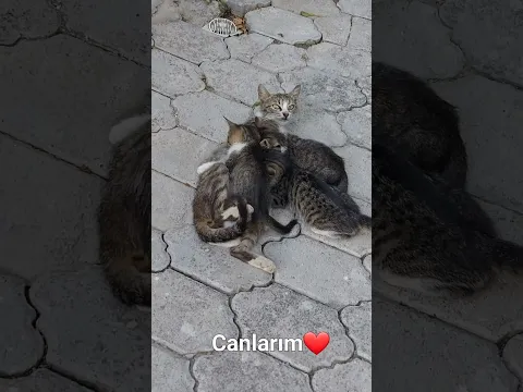 #animals Canlarım❤️