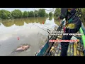 Lagu Menggunakan Umpan Mujair Hidup Di Spot Para Joran Bambu. Akhirnya Ikan Besar Takluk. #fishing 