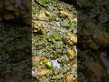 Download Lagu Palak Gosht Recipe | Flavorful Spinach \u0026 Mutton Dish | Easy \u0026 Quick Recipe