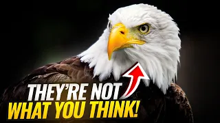 9 fascinating facts about bald eagles