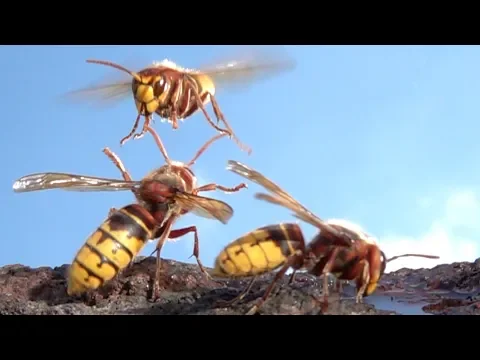 O melhor dos voos de vespas - câmera lenta. Imagens do voo do Hornet em câmera lenta