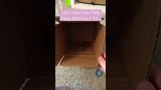 DIY Cardboard Budgie Nest Box Budgies Shorts Viral Birds Petlover Diy Crafts Parakeet Pets 