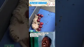 مجير ينام أثناء ساعات العمل مضحك فيديو قصير 