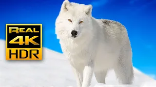 Majestic Winter Wildlife In 4K HDR Arctic Wolves Foxes And More Relax Music 4K TV Screensaver 