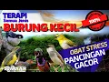 Download Lagu Pancingan SEMUA JENIS BURUNG KECIL agar GACOR ampuh untuk PIKAT