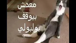 معدش بيقف بلبلى دندنها